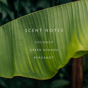 Green palm leaf with text "Scent notes, Coconut, Green Banana, and Bergamot" displayed across image. 
