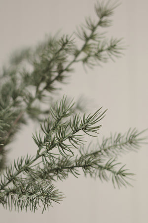 Faux Cypress branches with delicate green needles against a soft, warm beige background.