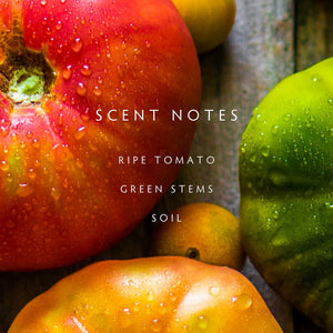 Close-up of tomatoes with text indicating scent notes: Ripe Tomato, Green Stems, and Soil. 