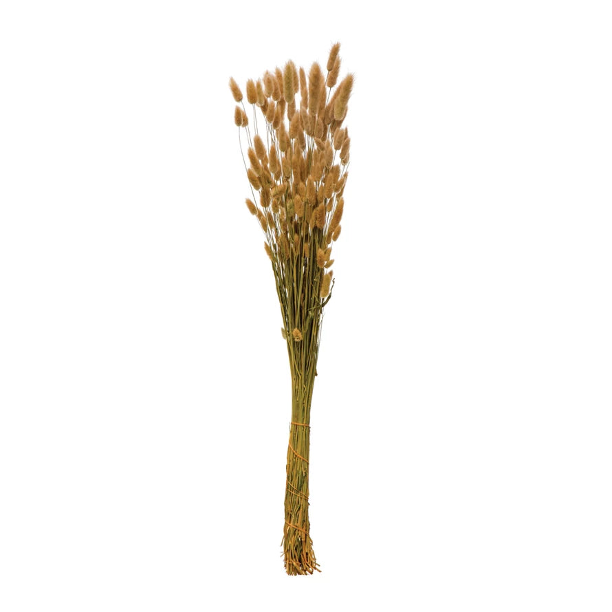 Bundle of dried bunny tail stems in natural color hues