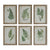 Magnified view of each of the coordinating six wood framed fern wall art pictures. 