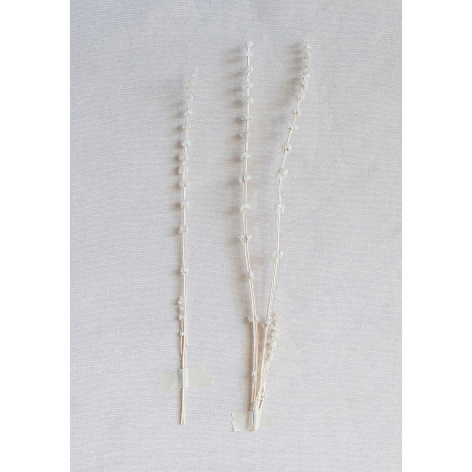 Natural color white dried Lions Tail bunch. Group together or separate to create beautiful tablescapes and filled decorative vases. Home Decor. Burke Decor. Artisan Grasses. 